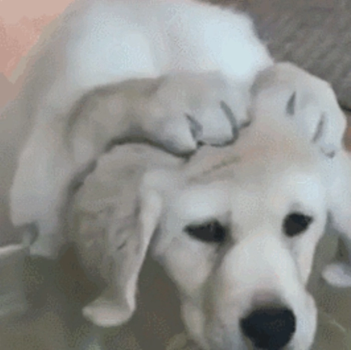 Meme con chó bịt tai cười