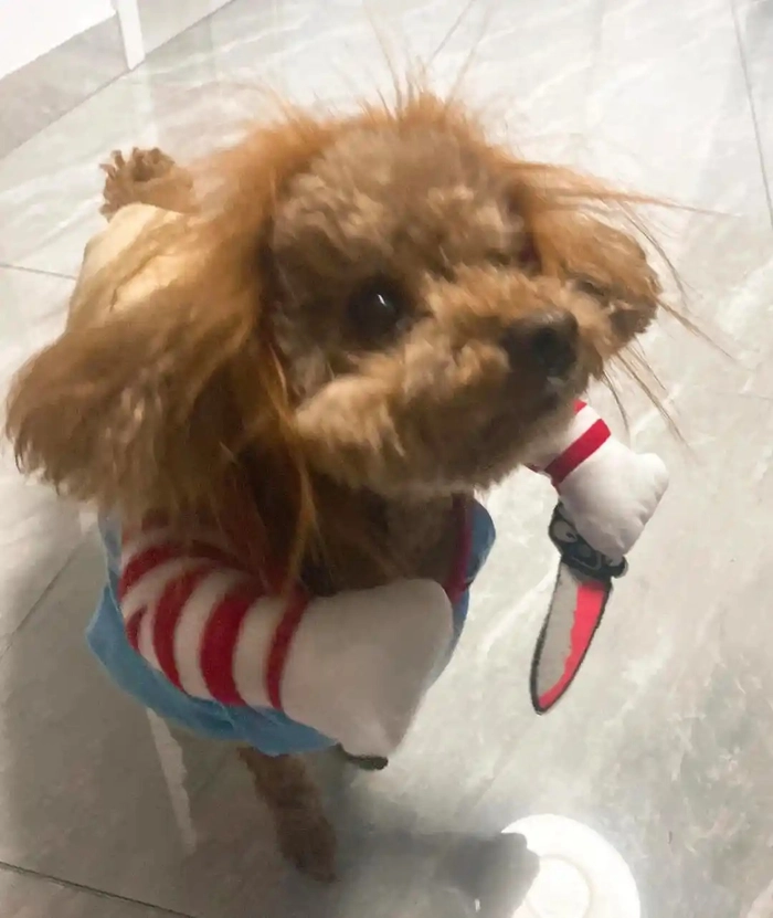 Meme con chó cầm dao cosplay