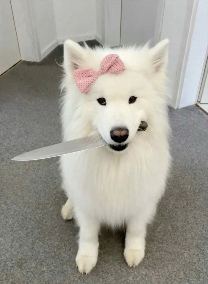 Meme con chó cầm dao cute