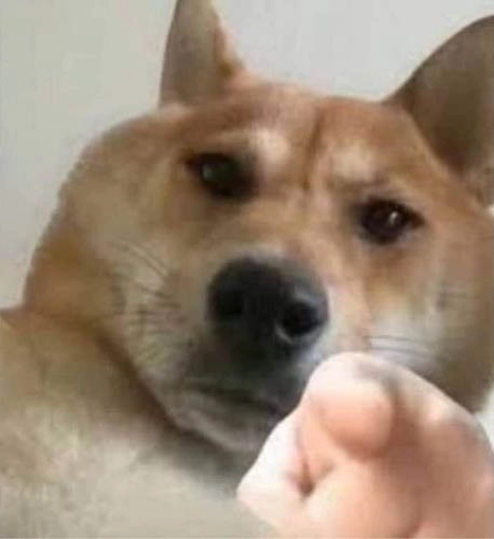 Meme con chó chỉ tay meme bựa