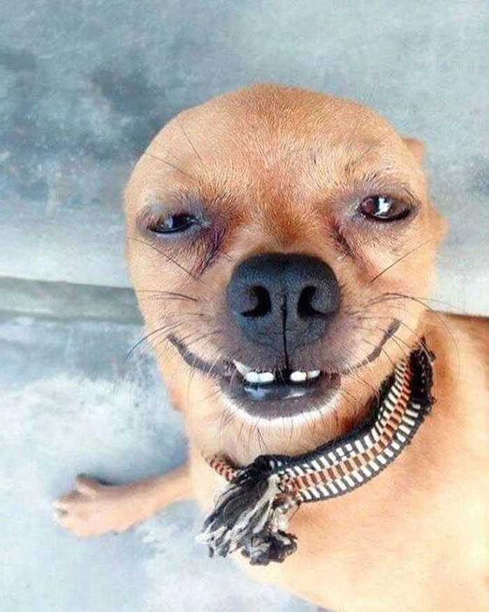 Meme con chó cười đểu bá đạo