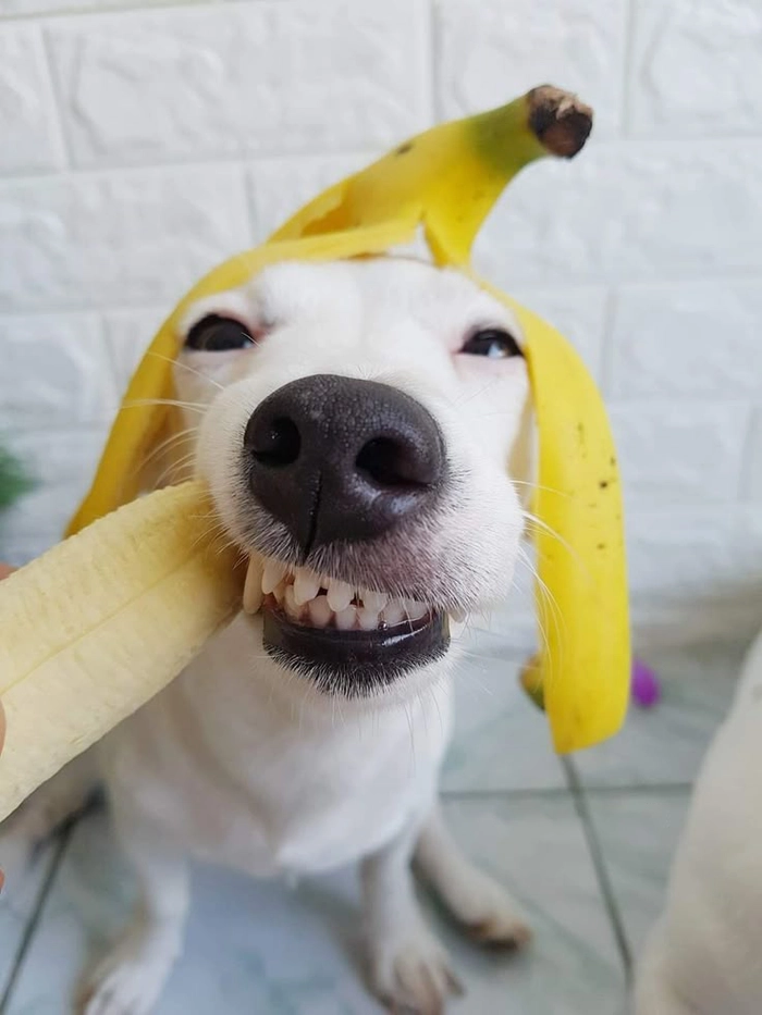 Meme con chó cười đểu meme chất