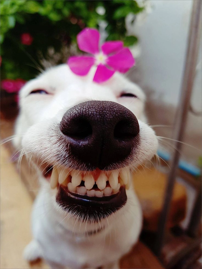 Meme con chó cười đểu ngộ nghĩnh