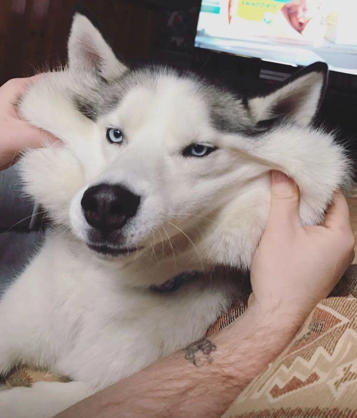 Meme con chó cười đểu thâm thúy