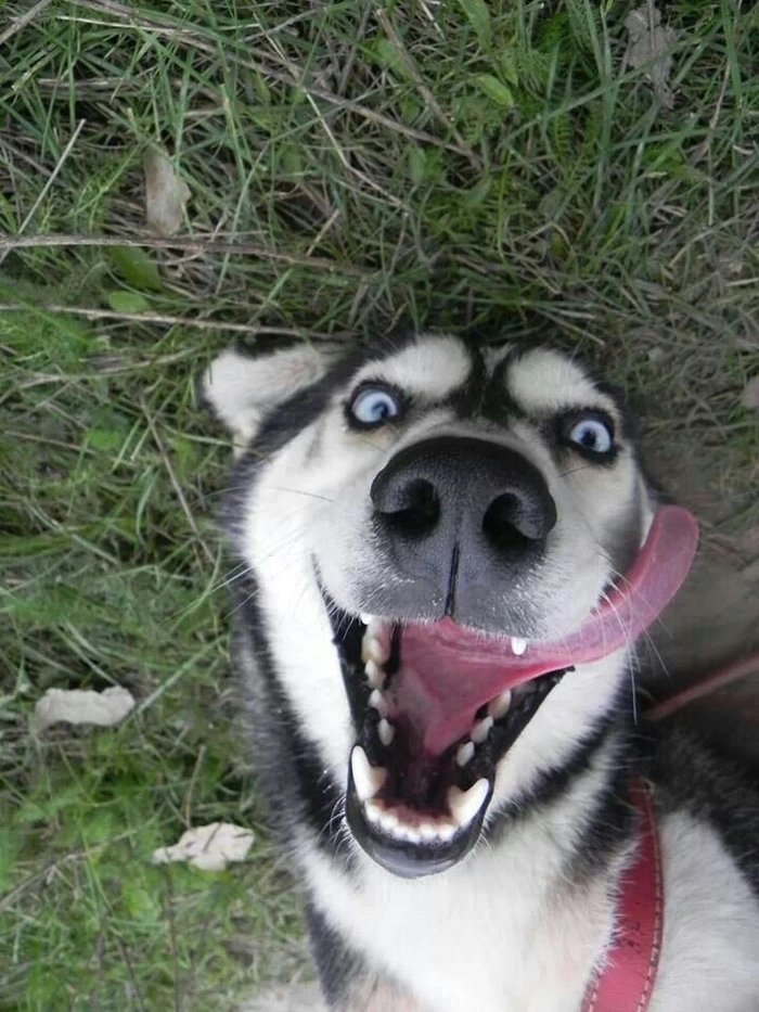 Meme con chó cười nhe răng cute