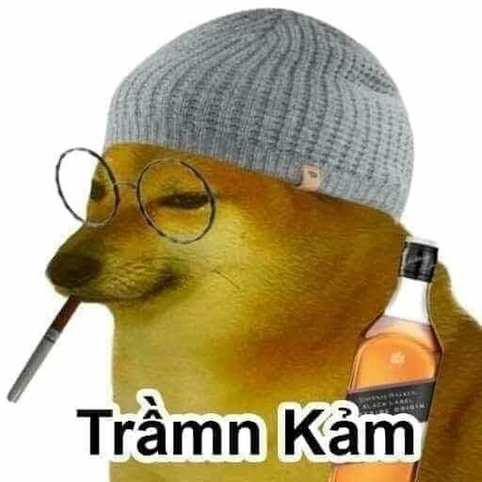 Meme con chó đeo kính nhìn xa xăm