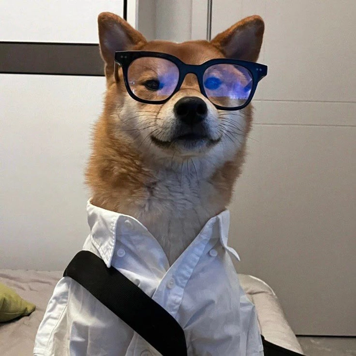 Meme con chó đeo kính trí thức