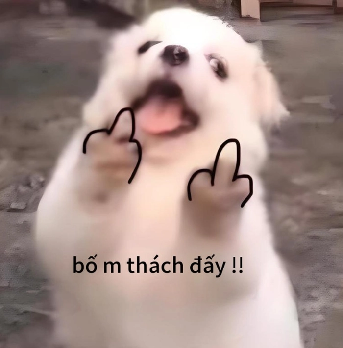 Meme con chó dơ tay phát biểu