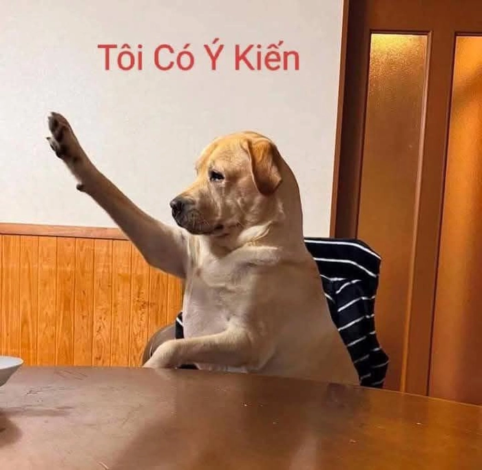 Meme con chó giơ tay ý kiến