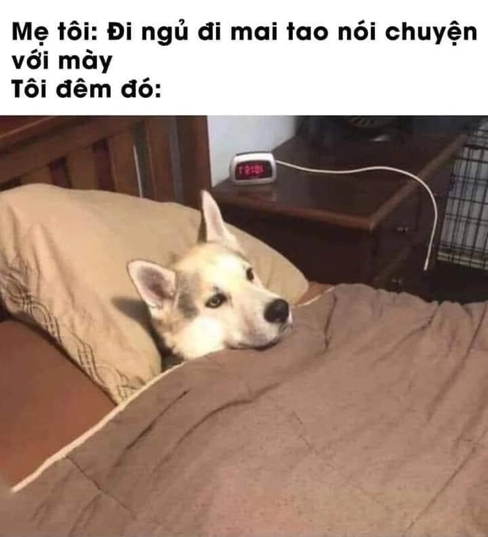 Meme con chó mới ngủ dậy