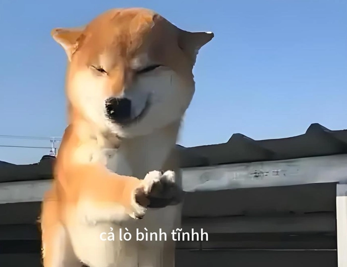 Meme con chó phát biểu