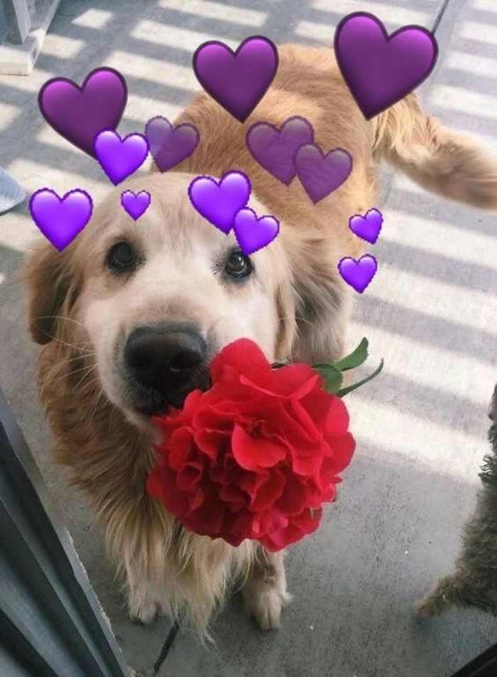 Meme con chó tặng hoa dở khóc dở cười