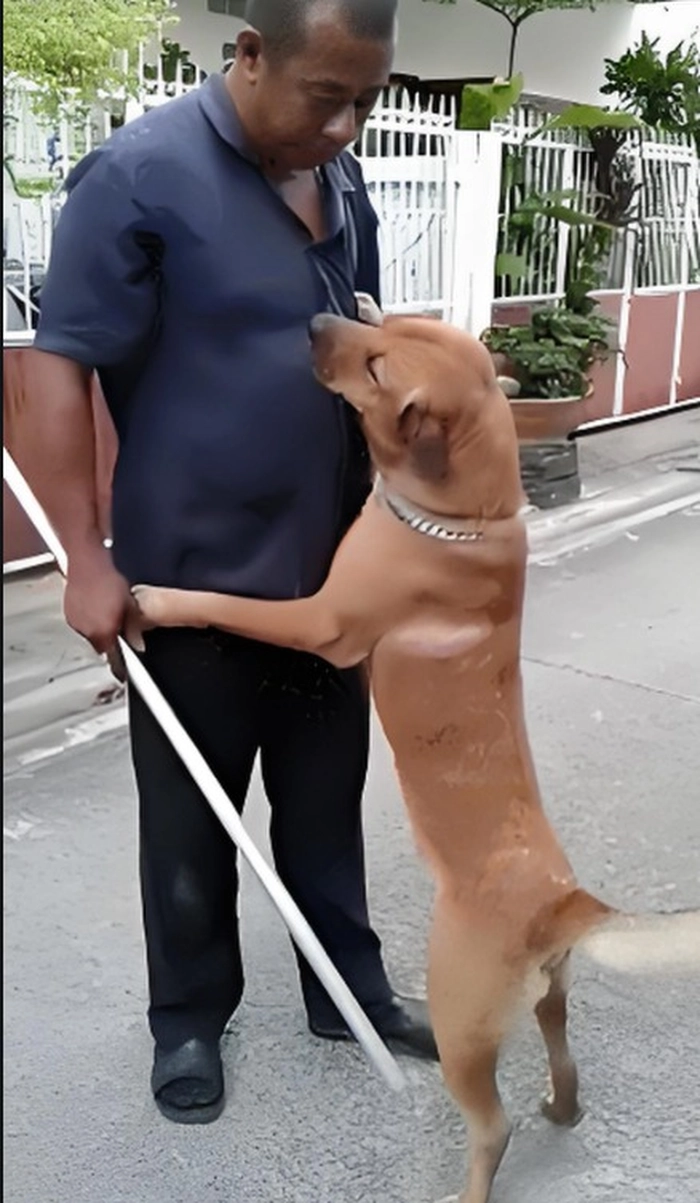 Meme con chó tội nghiệp