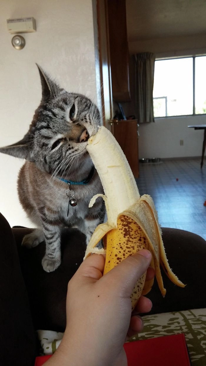 Meme con mèo ăn chuối cực mặn
