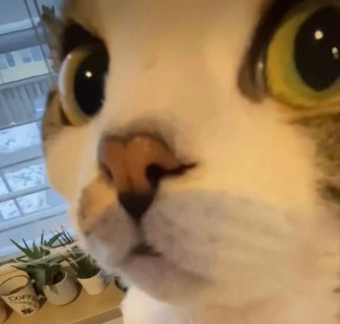 Meme con mèo bất ngờ ánh mắt kinh ngạc