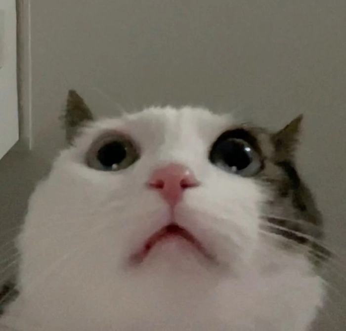Meme con mèo bất ngờ siêu hài