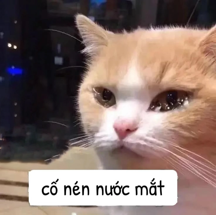 Meme con mèo buồn hài hước