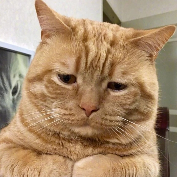Meme con mèo buồn khiến ai cũng cười