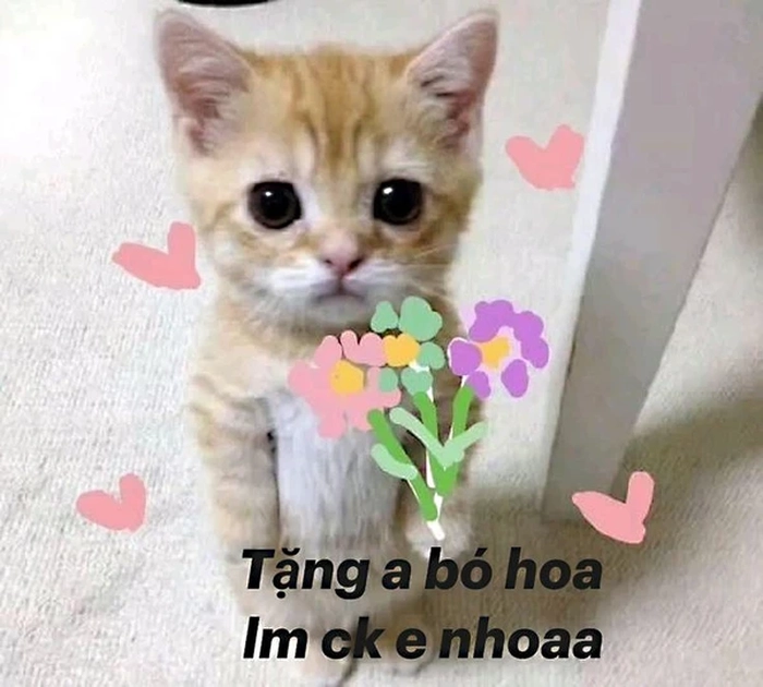 Meme con mèo cầm bó hoa
