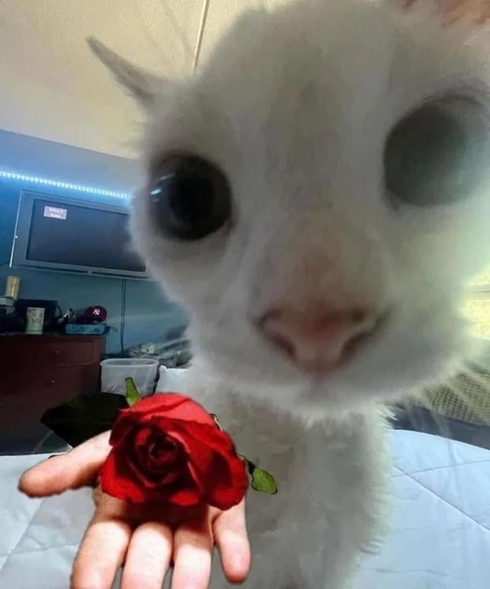 Meme con mèo cầm bông hoa