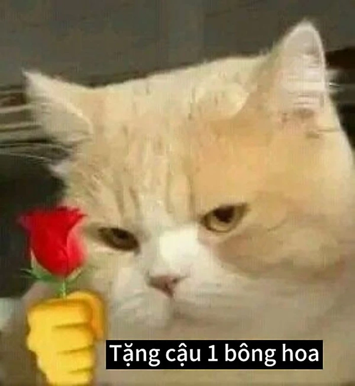Meme con mèo cầm hoa hồng