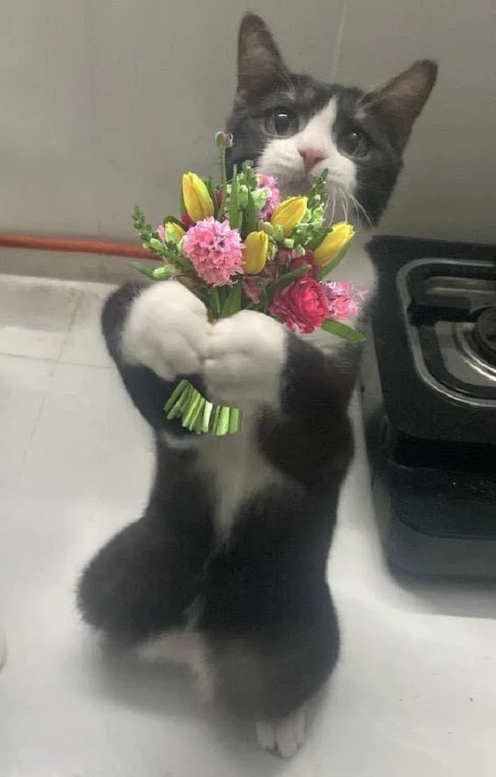 Meme con mèo cầm hoa