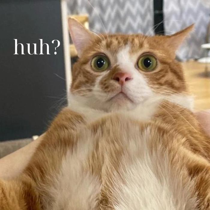 Meme con mèo cam huh hài hước