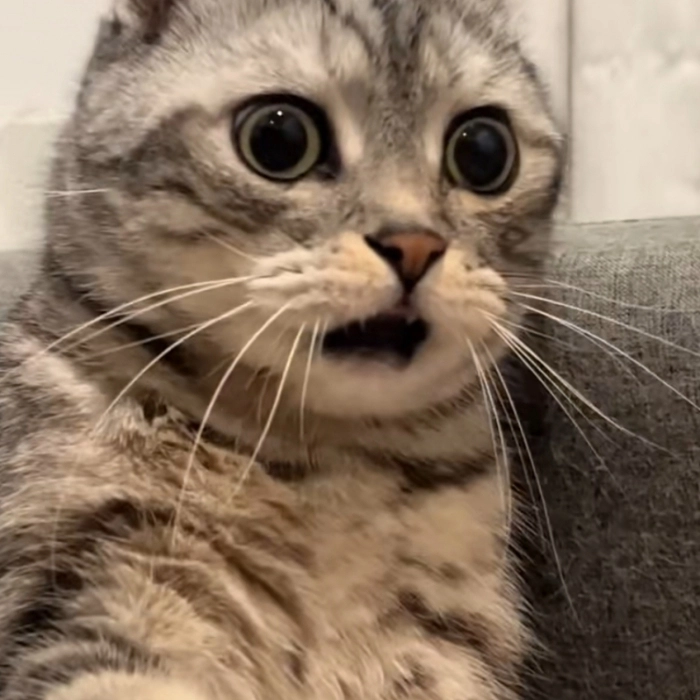 Meme con mèo chấm hỏi ngơ ngác