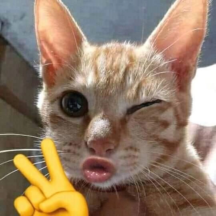 Meme con mèo chào cực hài