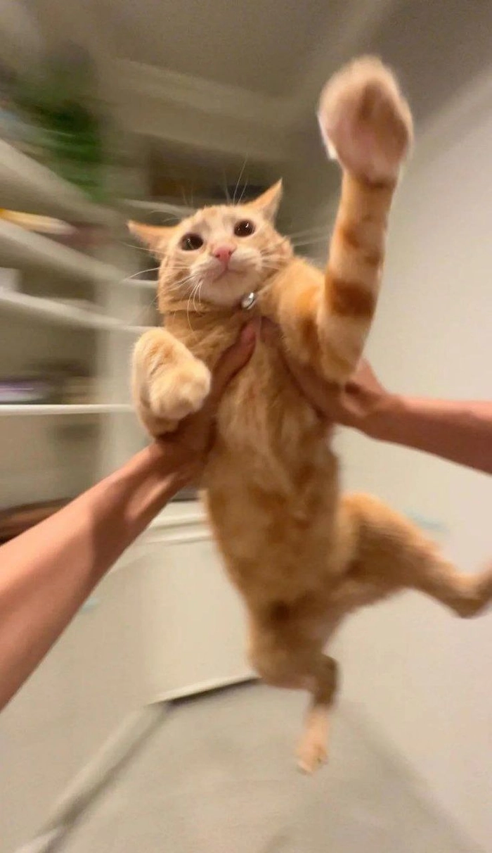 Meme con mèo chỉ tay cute