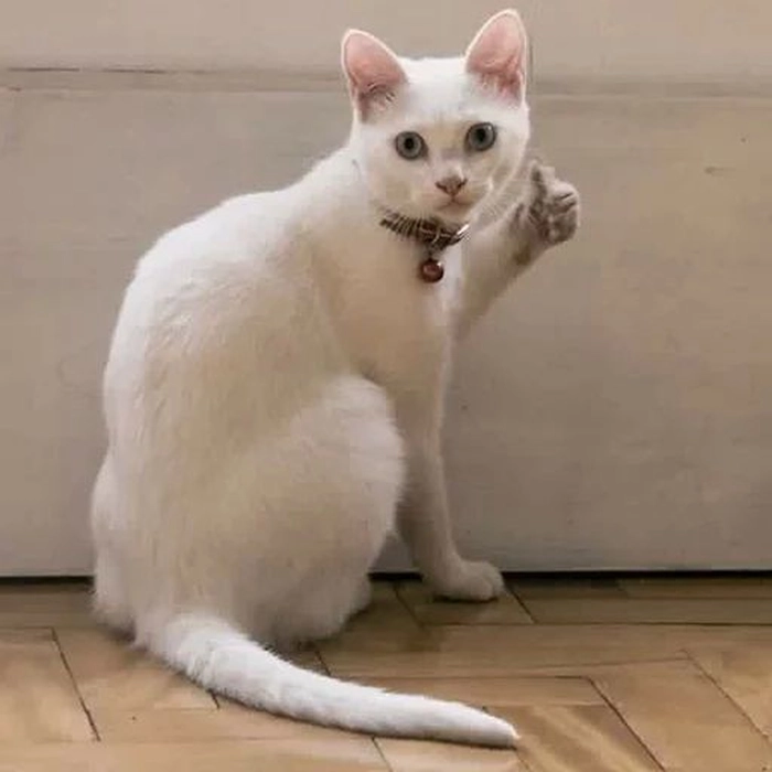 Meme con mèo chỉ tay hài