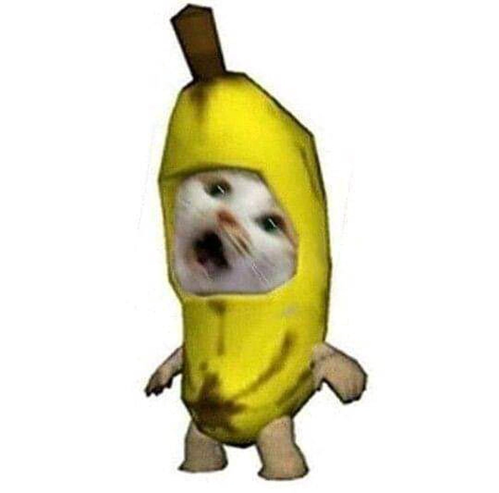 Meme con mèo chuối siêu ngáo