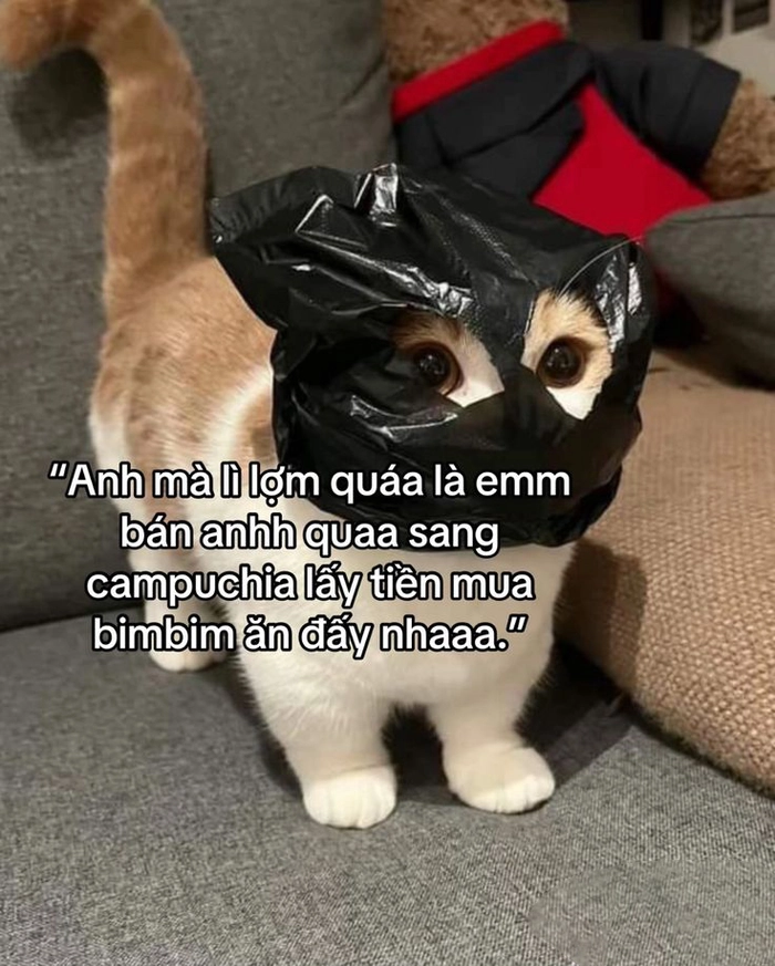 Meme con mèo cute biểu cảm hài