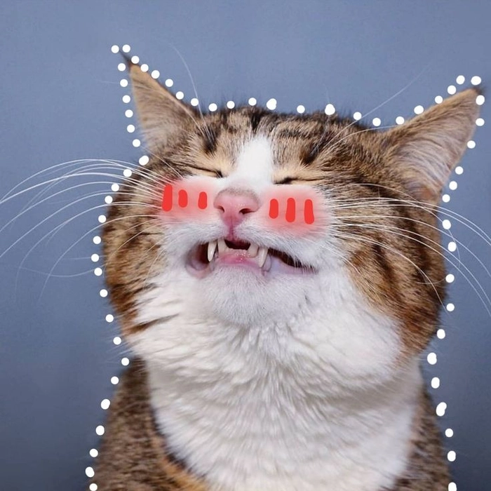 Meme con mèo cute cười