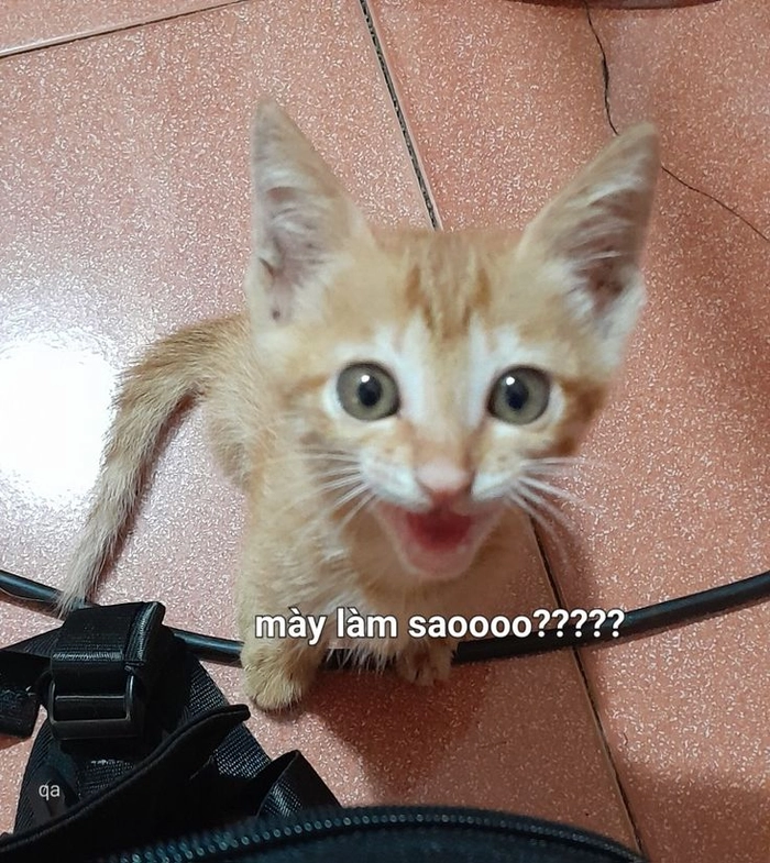 Meme con mèo cute dễ thương