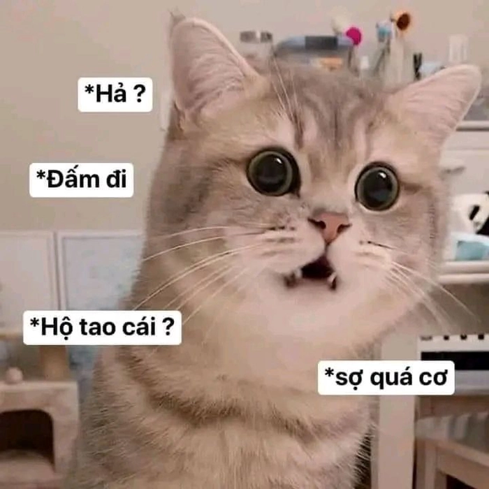 Meme con mèo cute hài