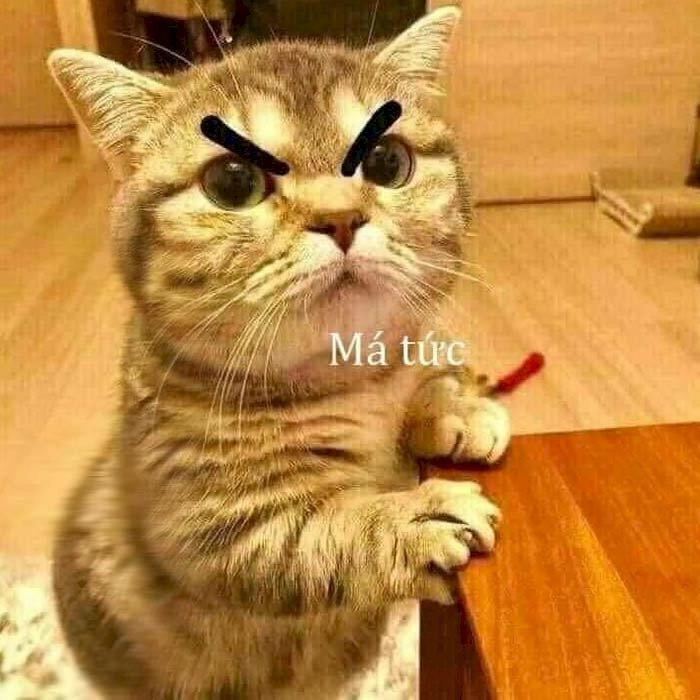 Meme con mèo dỗi đòi ăn snack