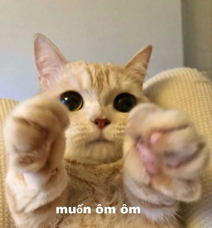 Meme con mèo đòi được ôm