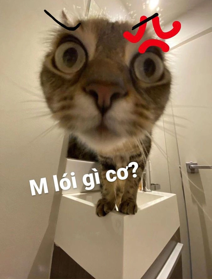Meme con mèo dỗi không buồn ăn