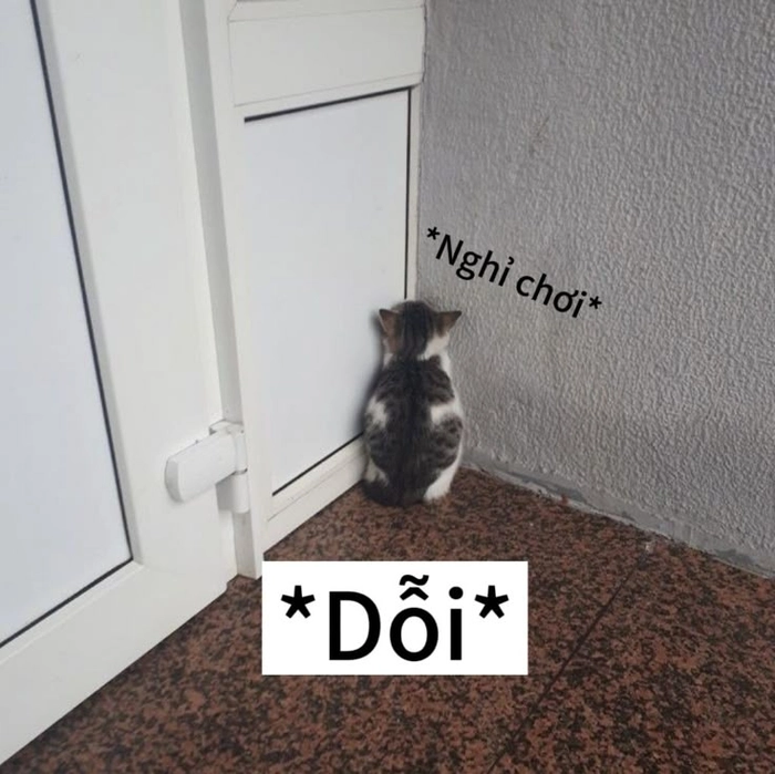 Meme con mèo dỗi như người yêu