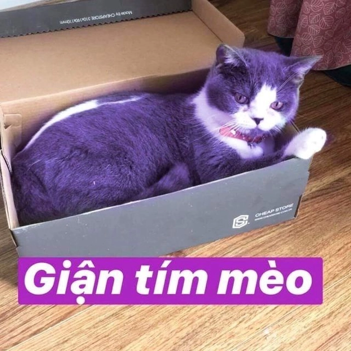 Meme con mèo giận dỗi đáng yêu
