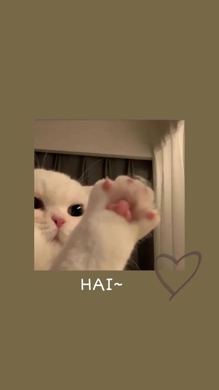 Meme con mèo hello bá đạo