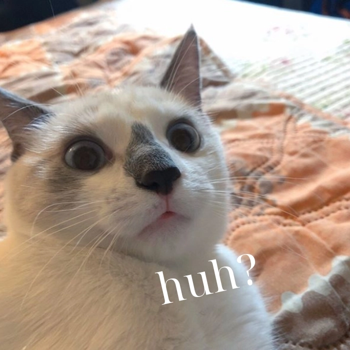 Meme con mèo hỏi chấm bất ngờ