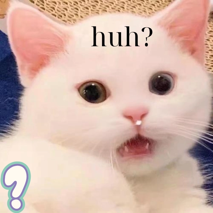Meme con mèo hỏi chấm bối rối