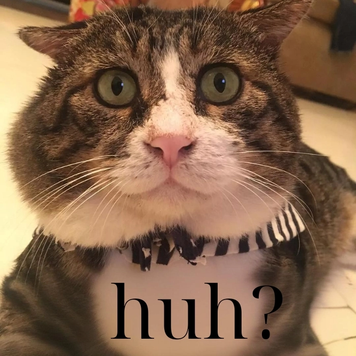 Meme con mèo huh biểu cảm hài