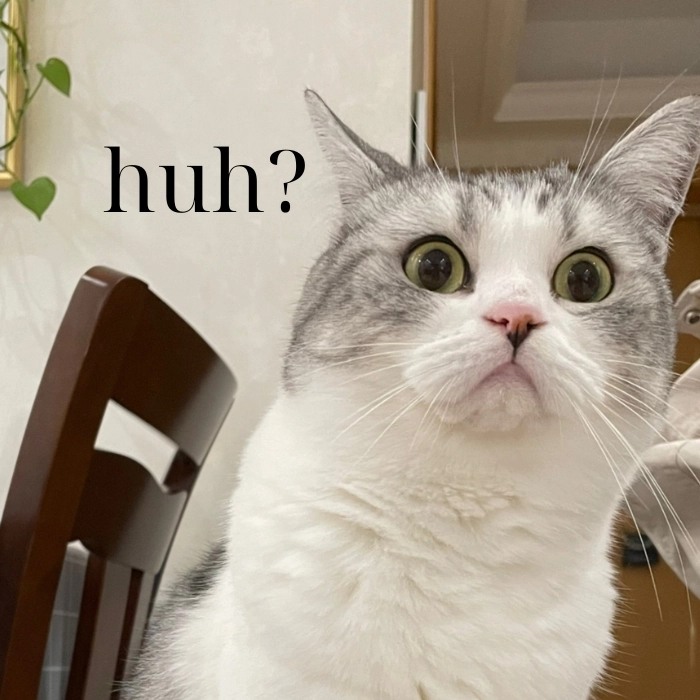 Meme con mèo huh dễ thương