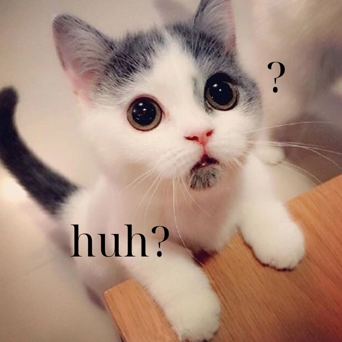 Meme con mèo huh không hiểu