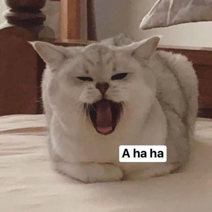 Meme con mèo lè lưỡi đáng yêu nhất