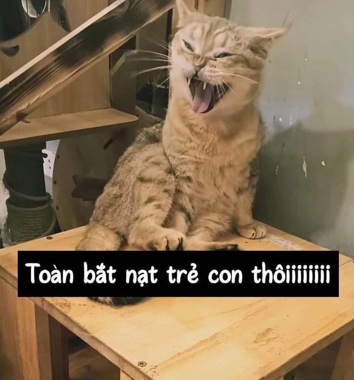 Meme con mèo lè lưỡi đáng yêu