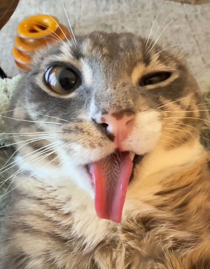 Meme con mèo lè lưỡi mặn mòi